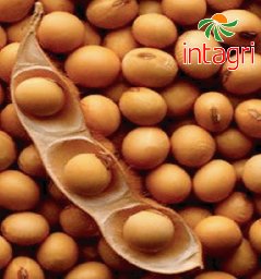 Soya: Importancia Nacional e Internacional