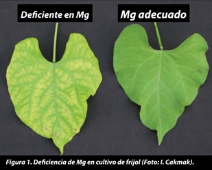 El Magnesio, un Nutriente Olvidado que Puede Salvar tu Cultivo