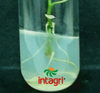 Cultivo In Vitro de Células y Tejidos Vegetal