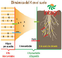 La Dinámica del Potasio (K+) En el Suelo