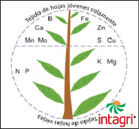 Guía Práctica para la Identificación de Deficiencias Parte II