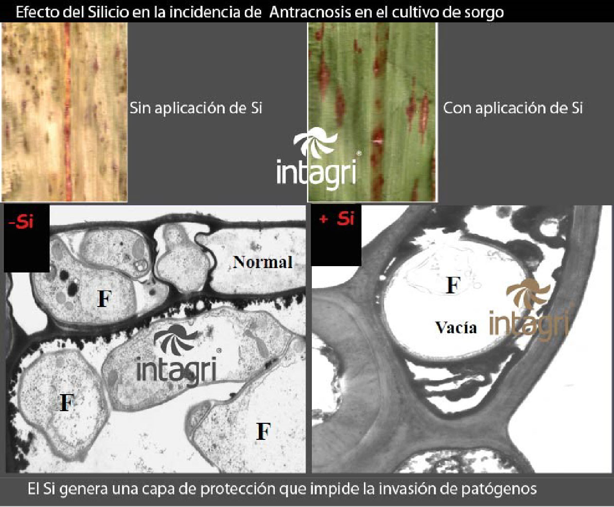 El Papel del Silicio en la Resistencia a Enfermedades en las Plantas