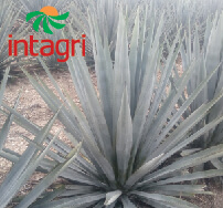 El cultivo de Agave azul (Agave tequilana Weber var. azul) en México