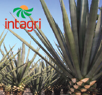 Producción y Nutrición de Agave tequilana Weber var. Azul