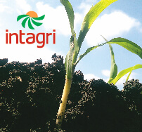 Fertilizantes Nitrogenados; Urea