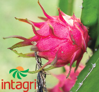 Fertilización del  Cultivo de Pitahaya