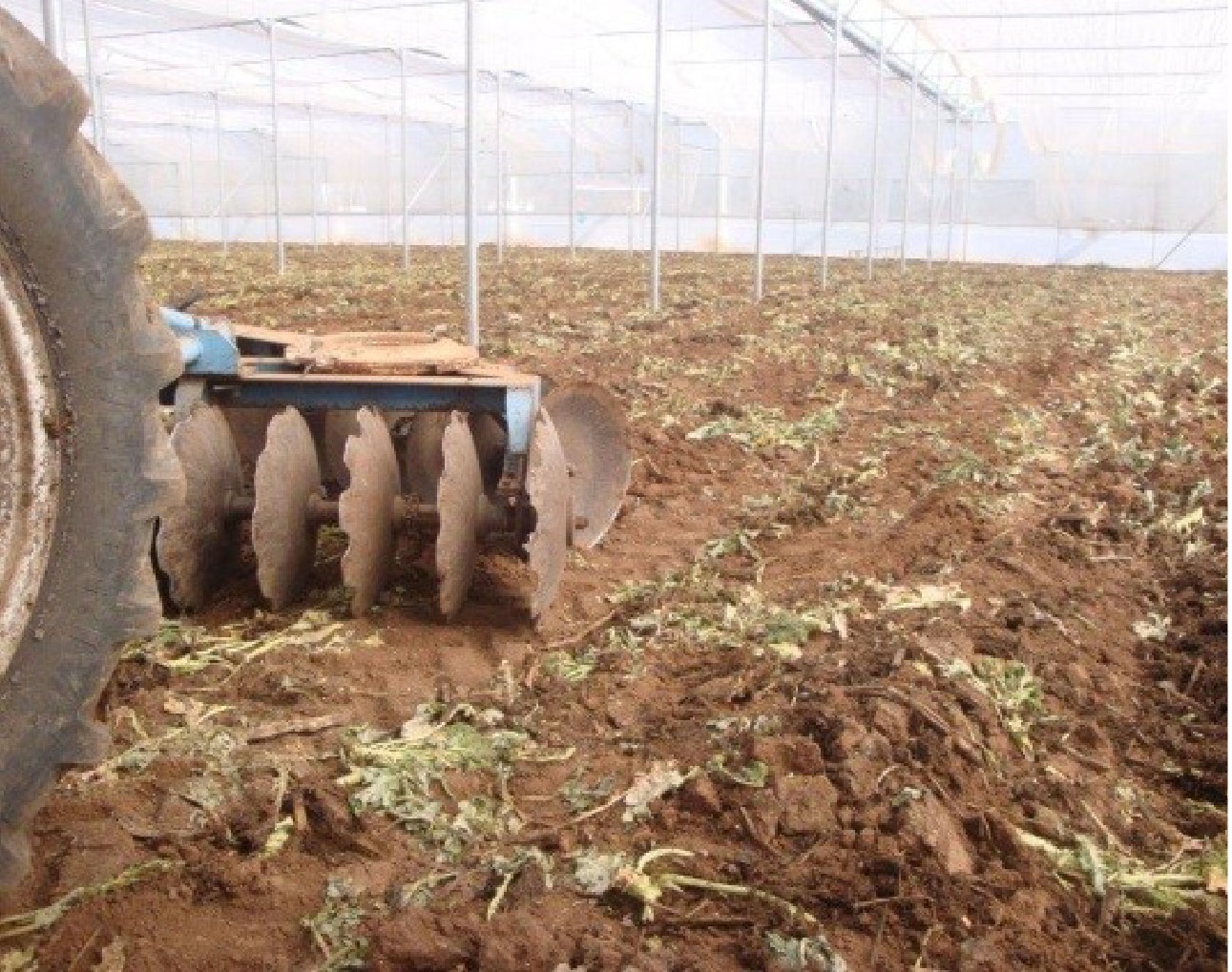 Una Técnica Para Desinfectar y Mejorar el Suelo "Biofumigación"