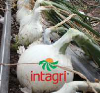 Pudrición Blanca (Sclerotium cepivorum) en el Cultivo de Cebolla