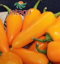 Cultivo de Pimientos Mini Una Alternativa de Agronegocio