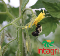 Técnicas de Polinización en Tomate bajo Invernadero