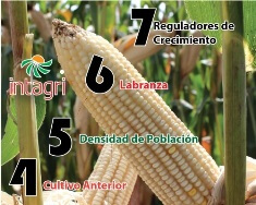 Las 7 Maravillas del Alto Rendimiento en Maíz. Parte II: Cultivo Anterior, Densidad de Población, Labranza  y Reguladores de Crecimiento.