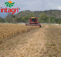 Producción de Soya de Alto Rendimiento