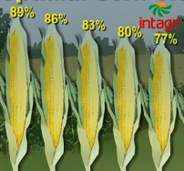 Efectos de la Fecha de Siembra en el Rendimiento del Cultivo de Maíz