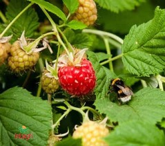 Uso de Abejorros para Dispersión de Hongos Entomopatógenos