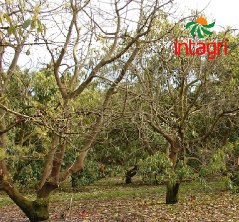 Control de la Pudrición de Raíz en Aguacate