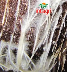 Trichoderma Control de Hongos Fitopatógenos