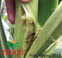 Manejo Integrado del Gusano Elotero (Helicoverpa zea)