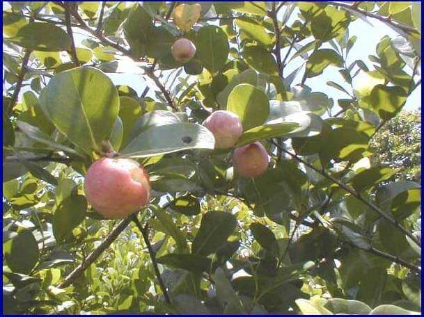 El caco (Chrysobalanus icaco) como cultivo potencial en zonas de trópico seco