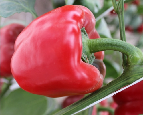 Aspectos Clave para la Producción exitosa de Pimiento en Invernadero