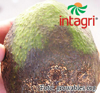 Enfermedades de Importancia Económica en el Cultivo del Aguacate