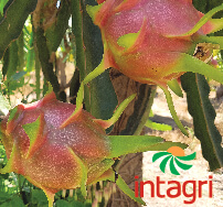 Tipos de Tutores en el Cultivo de la Pitahaya