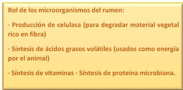 Rol de los microorganismos del rumen