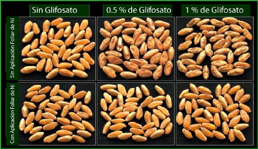  Aplicaciones foliares de Ni ayudar a mitigar los daños ocasionados por Glifosato 