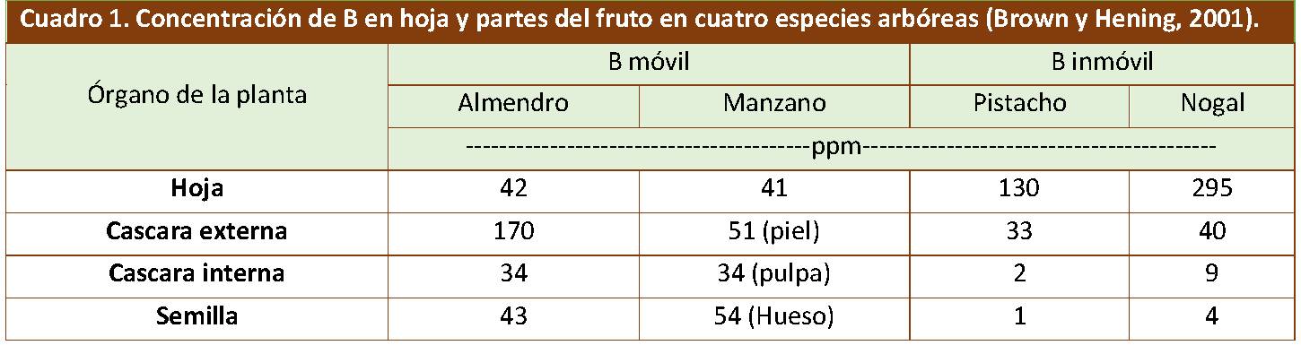 Concentración de B en hoja