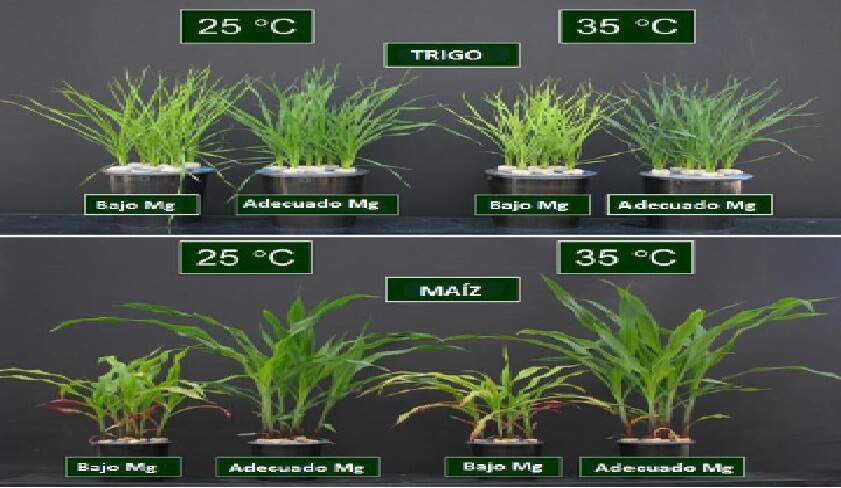  Cultivo de trigo 