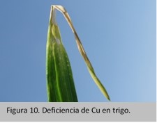 deficiencias de cobre en trigo