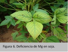 deficiencia de magnesio en soya