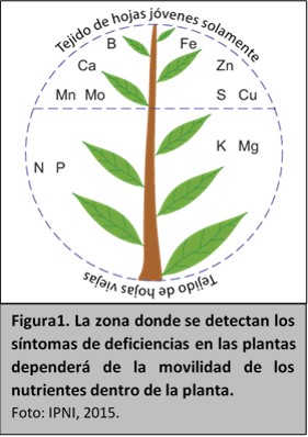 zona donde se detecta la deficiencia