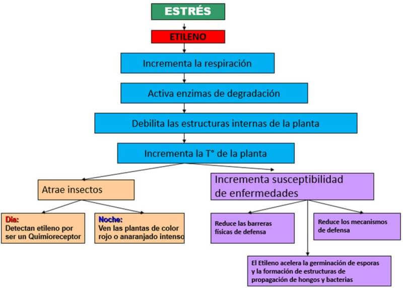 Efectos del estrés sobre los cultivos