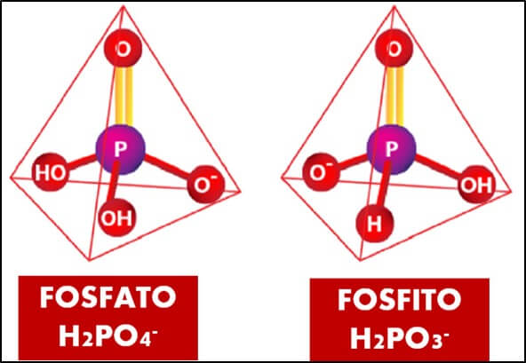 Fosfato y fosfito