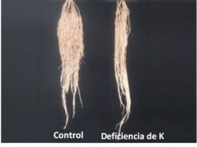 Potasio y crecimiento de la raíz