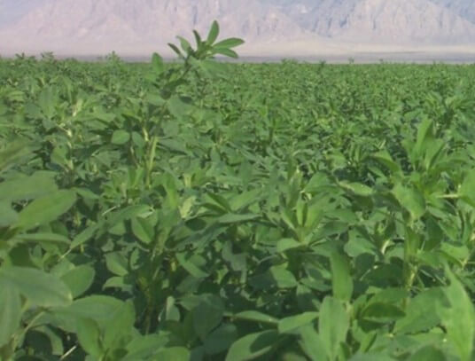 Cultivo de alfalfa en etapa adulta.