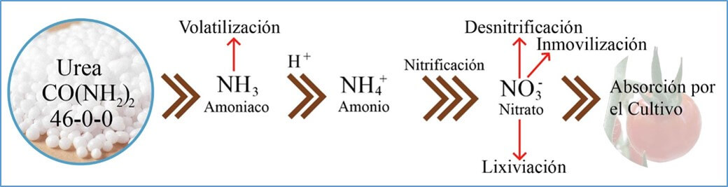 Urea nitrógeno