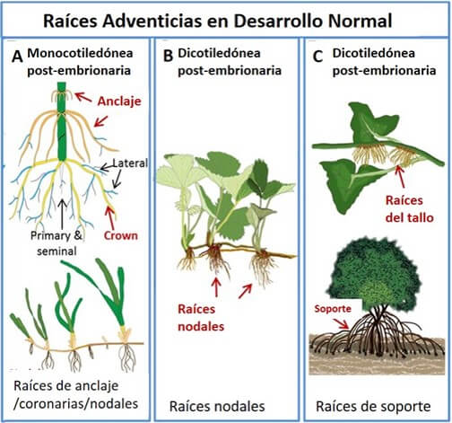 Raíces adventicias