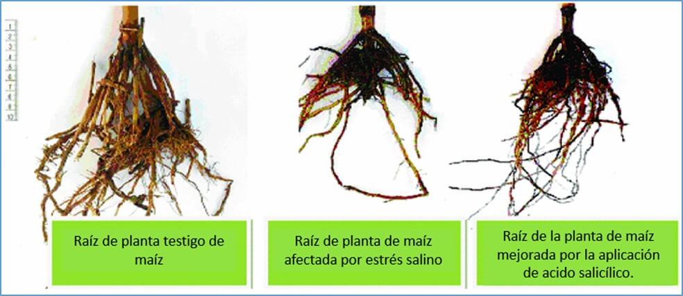 Acido salicílico estrés