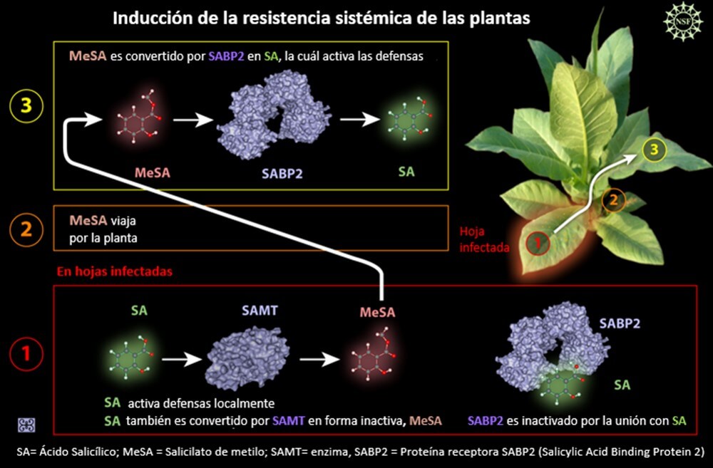 Resistencia sistémica adquirida plantas