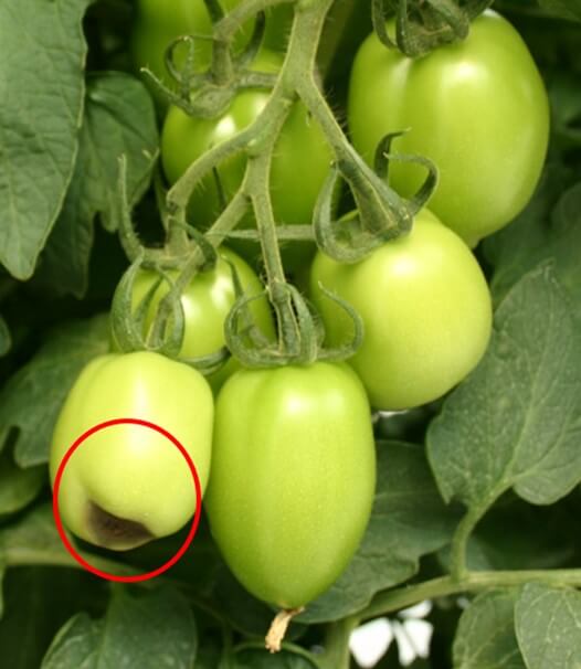 Blossom end rot  en tomate