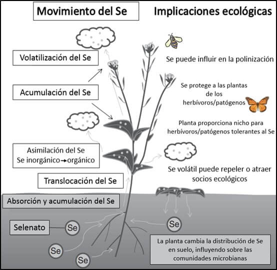 Implicaciones ecológicas del Se en las plantas