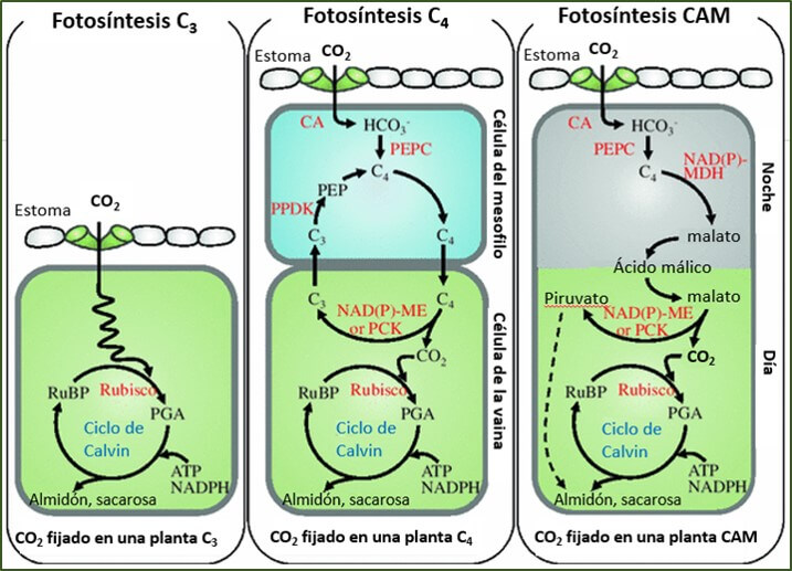 Plantas C3, C4 y CAM