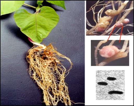 Nódulos en plantas leguminosas. 