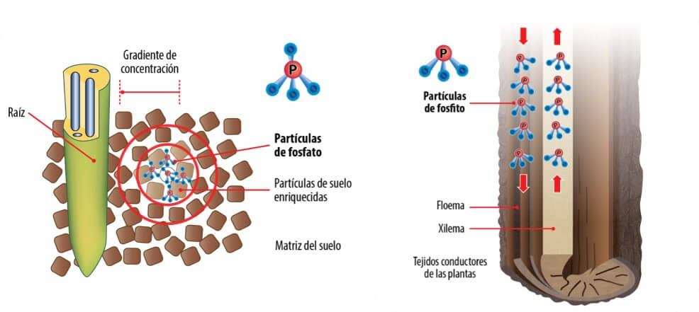 Aplicación y movilidad del fosfato y el fosfito en suelo y planta.