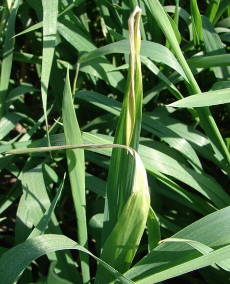 Planta de trigo con deficiencia de cobre