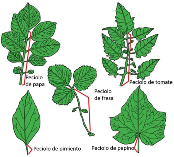 Peciolos en hojas simples y compuestas