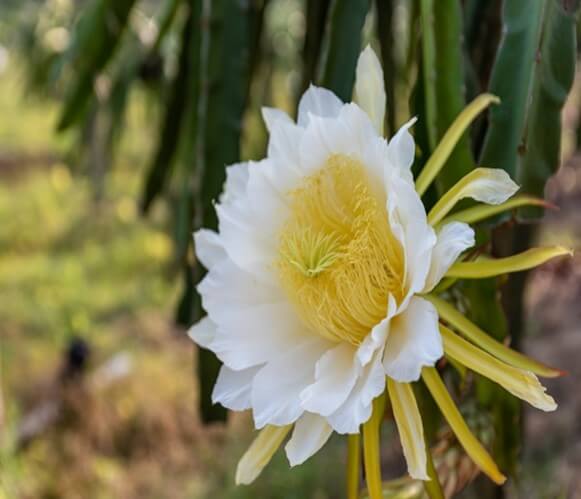 Flor del Pitahaya 