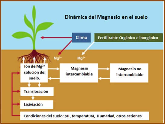  Dinamica de Mg 