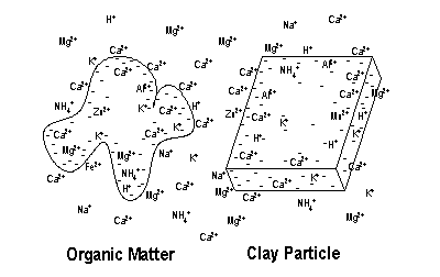  la-importancia-de-humus/la-materia-organic 